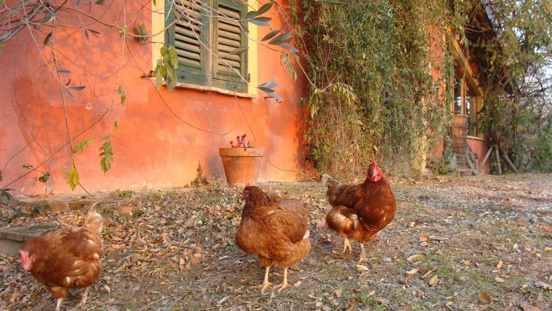 Agriturismo Cascina Degli Ulivi Novi Ligure Exteriör bild